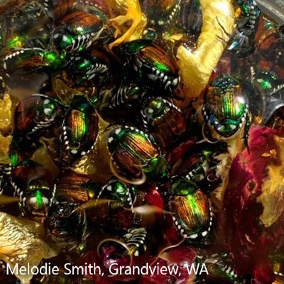 numerous Japanese beetles on a yellow rose bloom