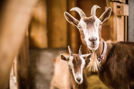 Two brown goats in a paddock